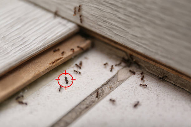Best Pest Control for Restaurants  in Baxter Estates, NY