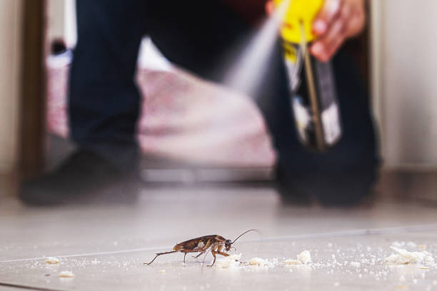 Best Cockroach Control Services  in Baxter Estates, NY